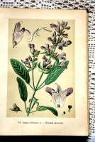 `Русские лекартвенные растения` В.К.Варлих. СПб, 1901 г.