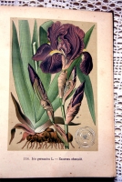 `Русские лекартвенные растения` В.К.Варлих. СПб, 1901 г.