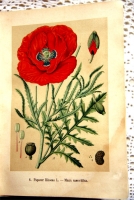 `Русские лекартвенные растения` В.К.Варлих. СПб, 1901 г.