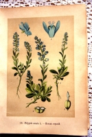 `Русские лекартвенные растения` В.К.Варлих. СПб, 1901 г.