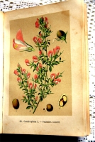 `Русские лекартвенные растения` В.К.Варлих. СПб, 1901 г.