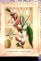 `Русские лекартвенные растения` В.К.Варлих. СПб, 1901 г.