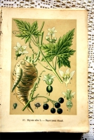 `Русские лекартвенные растения` В.К.Варлих. СПб, 1901 г.