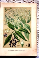 `Русские лекартвенные растения` В.К.Варлих. СПб, 1901 г.