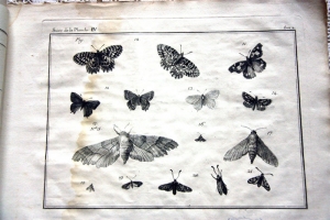`Nomenclator Iconum Entomologia Linnean: Courante et Augmente Car` De Villers (Де Виллер). Книга 18-го века