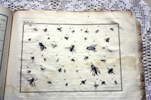 `Nomenclator Iconum Entomologia Linnean: Courante et Augmente Car` De Villers (Де Виллер). Книга 18-го века