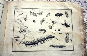 `Nomenclator Iconum Entomologia Linnean: Courante et Augmente Car` De Villers. Книга 18-го века