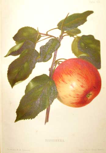 `Атлас плодов` А.С.Гребницкого. СПб., 1903. Экспедиция заготовления гос.бумаг.