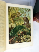 `Жизнь животных` А.Э. Брэм. Спб., типография тов-ва «Просвещение», 1904 г.