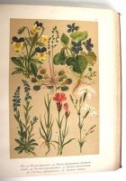 `Ботанический Атлас по системе Де-Кандоля` К. Гофман. С.-Петербург, издание А.Ф. Девриена, 1897 г.