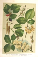 `Ботанический Атлас по системе Де-Кандоля` К. Гофман. С.-Петербург, издание А.Ф. Девриена, 1897 г.
