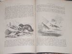 `Путешествие в Туркестан` А.П. Федченко. 1875г. С.-Петербург. Москва.