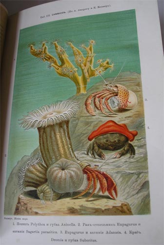 `Жизнь моря. Животный и растительный мир моря, его жизнь и взаимоотношения, т.1-2` К. Келлер. 1896, А.Ф.Девриена