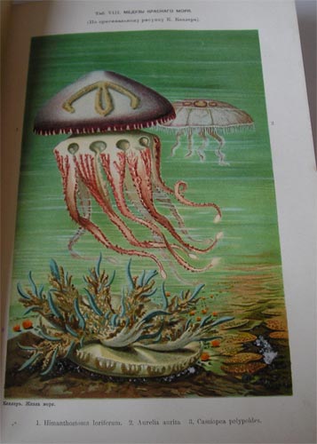 `Жизнь моря. Животный и растительный мир моря, его жизнь и взаимоотношения, т.1-2` К. Келлер. 1896, А.Ф.Девриена
