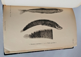 `Отчеты Экспедиции Русского географического общества на Канин полуостров в 1902 году` . Санкт-Петербург, Тип. М.М. Стасюлевича, 1904 г.