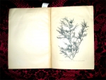 `Деревья и кустарники Кавказа` Я.Медведев. Тифлис, 1905г.