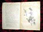 `Деревья и кустарники Кавказа` Я.Медведев. Тифлис, 1905г.