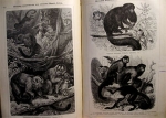 `Альбом картин по зоологии млекопитающих` . Спб, 1899г.
