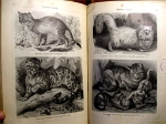 `Альбом картин по зоологии млекопитающих` . Спб, 1899г.