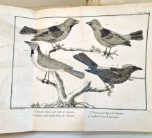 `Ornithologie ou methode contenant la division des oiseaux en ordres, sections, genres, especes Leurs varits (Орнитология или метод, содержащий разделение птиц на отряды, секции, роды, виды, их разновидности)` Mathurin-Jacques Brisson (Матюрен-Жак Бриссон). A Paris, Quay des Augustins, Chez Cl.Jeans-Baptiste Bauche, Libraire, M.DCC.LX (1760 г.)