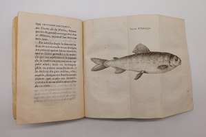 `Исследования кельтских истоков (Recherches sur les origines celtiques, principalement sur celles du Bugey)` Бакон-Такон, Пьер Жан-Жак (Par Pierre J.J.Bacon-Tacon). Париж, 1808 г.