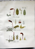 `Species muscorum frondosorum descriptae et tabulis aeneis LXXVII coloratis illustratae (Описание различных видов мхов, с 77 гравюрами на меди, раскрашенных в цвете)` Johannes Hedwig  (Иоганн Хедвиг). Лейпциг, 1801 г.