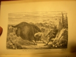 `ADVENTURES ON THE GREAT HUNTING GROUNDS OF THE WORLD.` Meunier Victor. NY, 1869
