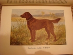 `Diezels Niederjagd (охота)` Diezels Niederjagd. 1903, Berlin