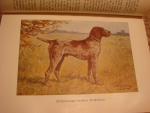 `Diezels Niederjagd (охота)` Diezels Niederjagd. 1903, Berlin