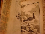 `HISTOIRE NATURELLE DES OISEAUX (История птиц в 3 томах)` BUFFON. 1781 год, Paris