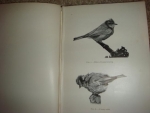 `Birds in the garden. With over 100 illustrations including 8 fhotogravures` Granville Sharp. 1902, Лондон