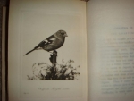 `Birds in the garden. With over 100 illustrations including 8 fhotogravures` Granville Sharp. 1902, Лондон